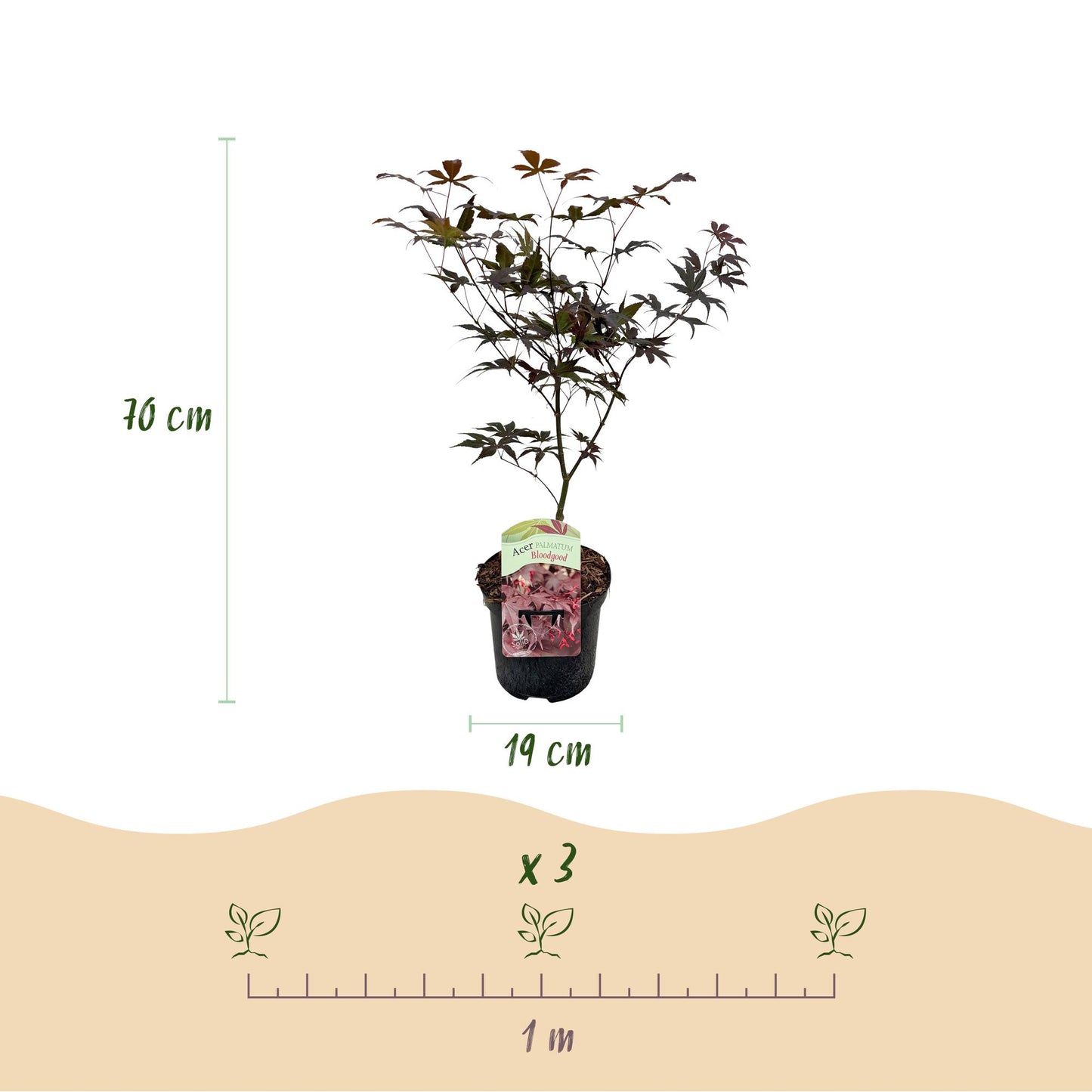 Érable Japonais Bloodgood, plant en pot, avec les dimensions indiquées : hauteur 70 cm, pot 19 cm, et espacement de plantation de 1 mètre.