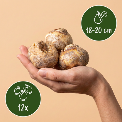 Bulbes de Fritillaire impériale en mélange tenus dans une main, calibre 18-20 cm, lot de 12 bulbes.