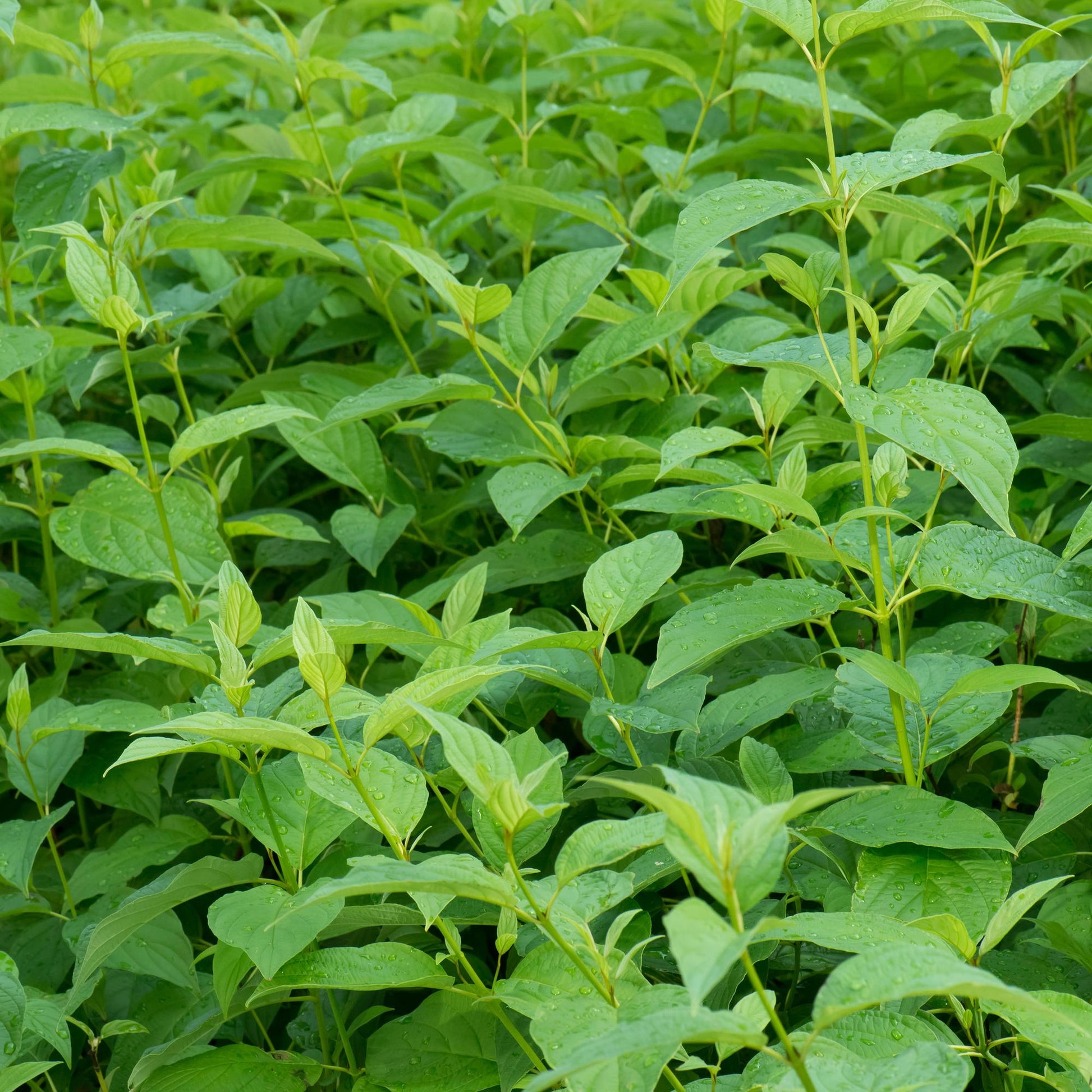 Cornus alba Flaviramea. Gros plan sur le feuillage vert et luxuriant d'un plant de Cornouiller blanc 'Flaviramea', avec des gouttes de pluie