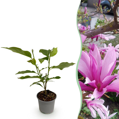 Magnolia Susan : un jeune plant en pot, avec une section montrant ses magnifiques fleurs pourpres et caduques en pleine floraison.