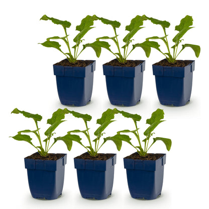Echinacea purp. Alba : 6 jeunes plants de rudbeckie en pots bleus, avec des feuilles vertes, prêts à être plantés dans votre jardin.