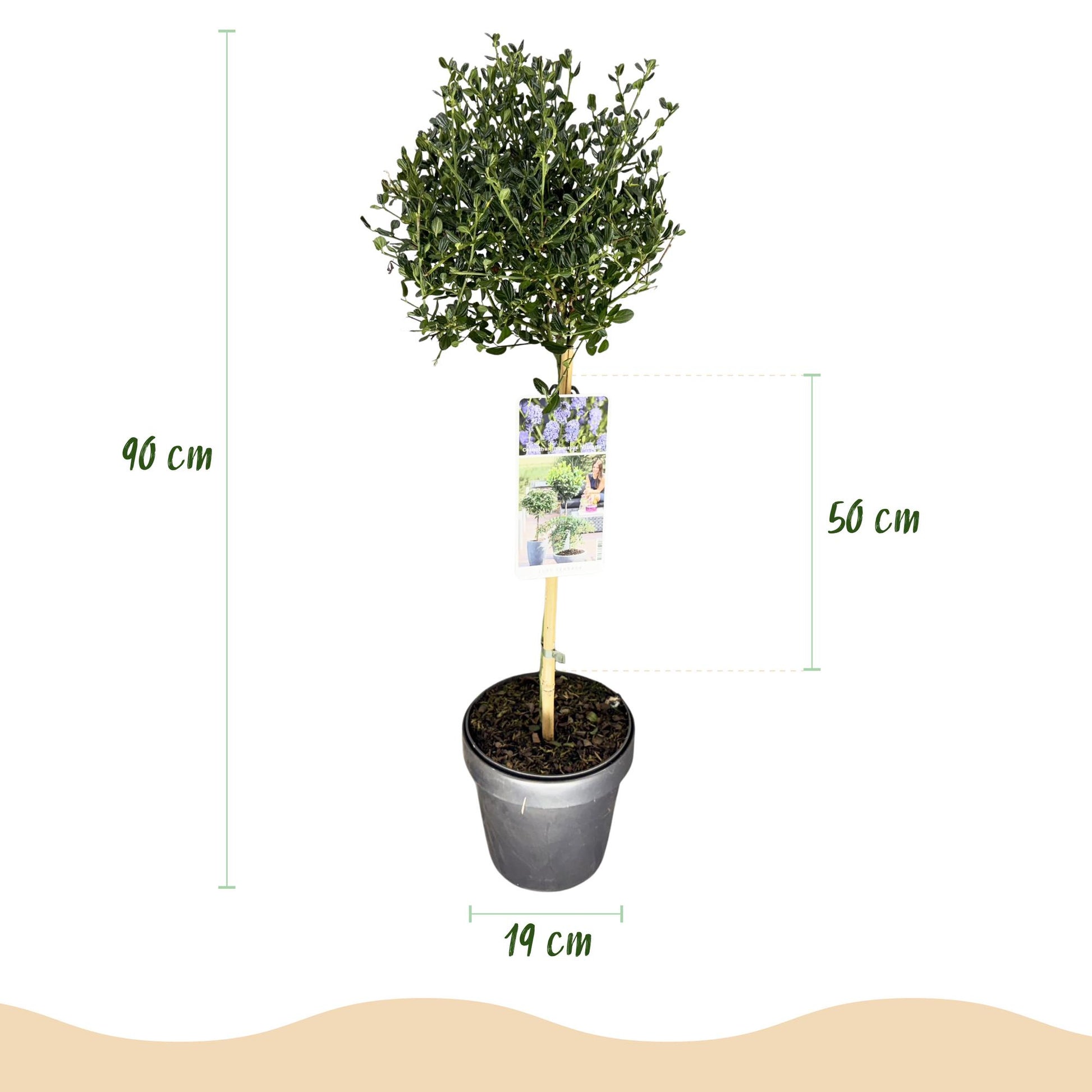 Céanothe 'Victoria' en pot de 19 cm, avec sa hauteur totale de 90 cm et la hauteur de sa couronne de 50 cm clairement indiquées.