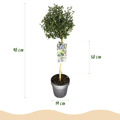 Céanothe 'Victoria' en pot de 19 cm, avec sa hauteur totale de 90 cm et la hauteur de sa couronne de 50 cm clairement indiquées.