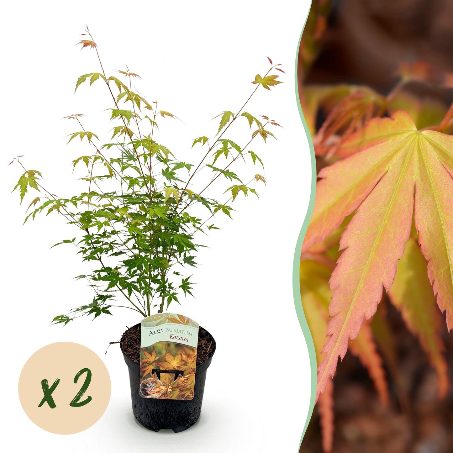 Érable japonais Acer palmatum Katsura : jeune plant en pot sur fond blanc avec une bulle "x2", accompagné d'un gros plan du feuillage orange