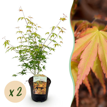 Érable japonais Acer palmatum Katsura : jeune plant en pot sur fond blanc avec une bulle "x2", accompagné d'un gros plan du feuillage orange
