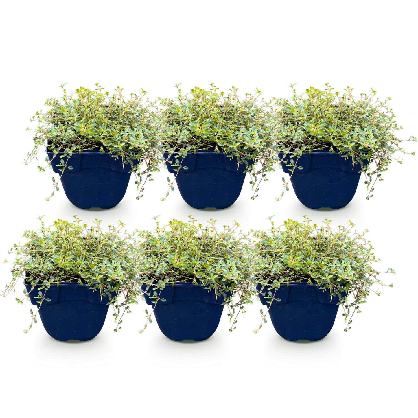 Thymus praecox Minor, lot de 6 plants de thym de montagne parfumés en pots bleus, isolés sur fond blanc.