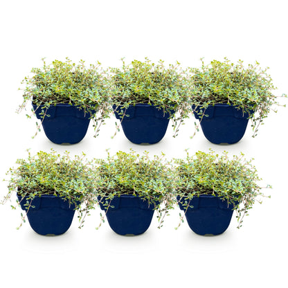 Thymus praecox Minor, lot de 6 plants de thym de montagne parfumés en pots bleus, isolés sur fond blanc.