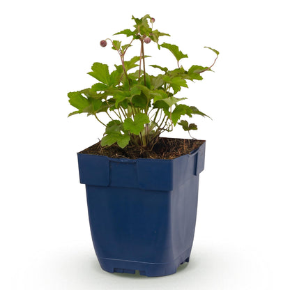 Anémone du Japon 'Splendens' (Anemone hupehensis) - vivace fleurie d'automne - Pot 11 cm - Hauteur 15-25 cm - 1 plant
