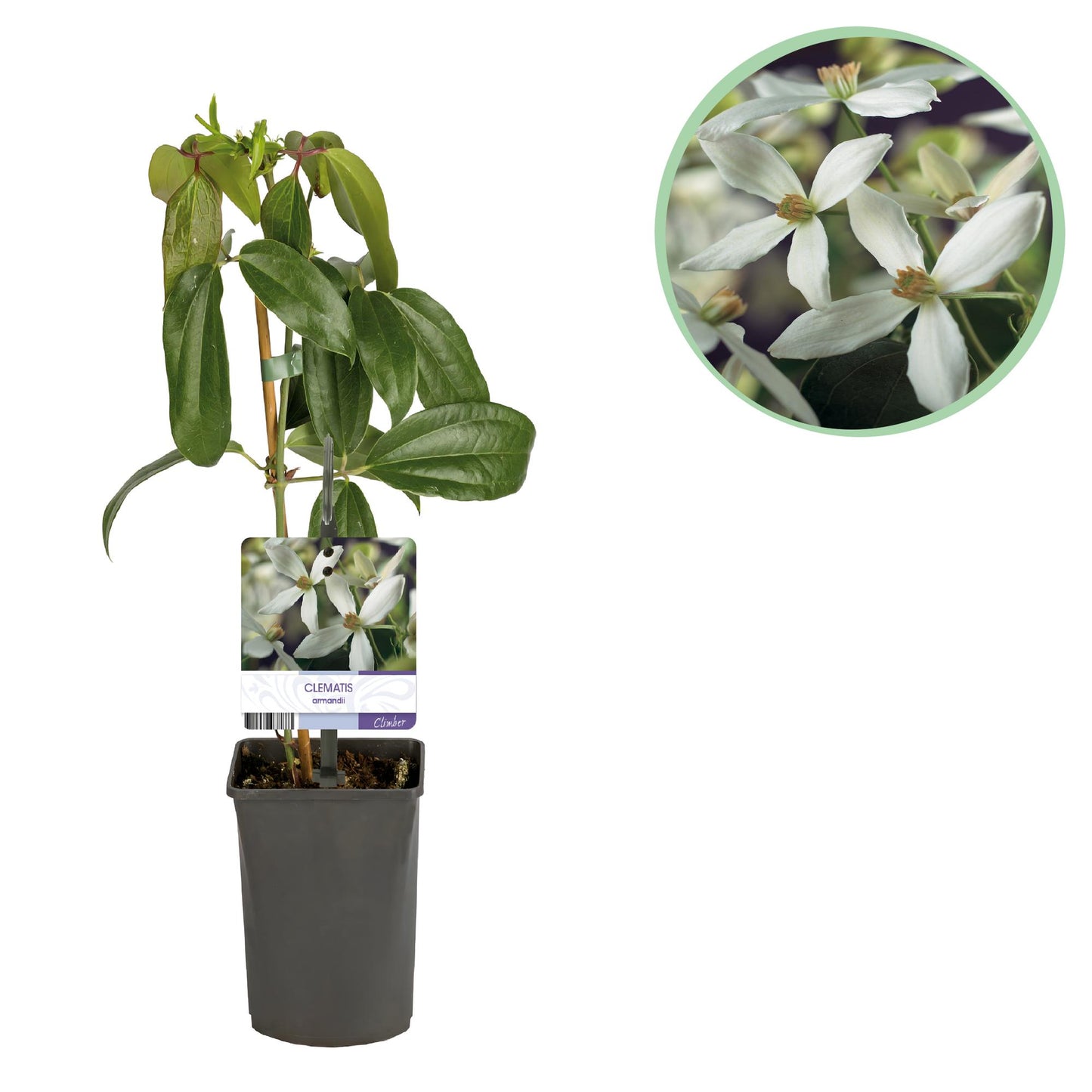 Clématite Armandii. Jeune plant en pot sur fond blanc, avec un gros plan circulaire des fleurs blanches au-dessus à droite.