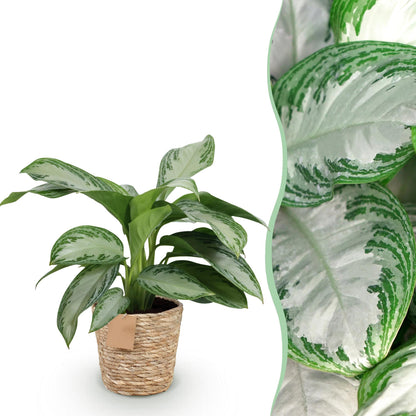 Plantes d'intérieur - Aglaonema Silver Bay - Feuillage argenté - Peu d'entretien - avec panier - Argent - 1 Plante - Pot 17cm - Hauteur 70-75cm