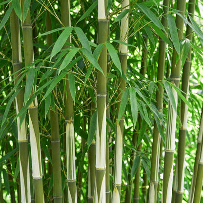 Fargesia robusta Pingwu, gros plan sur les cannes vertes et blanches et le feuillage luxuriant du bambou non traçant.