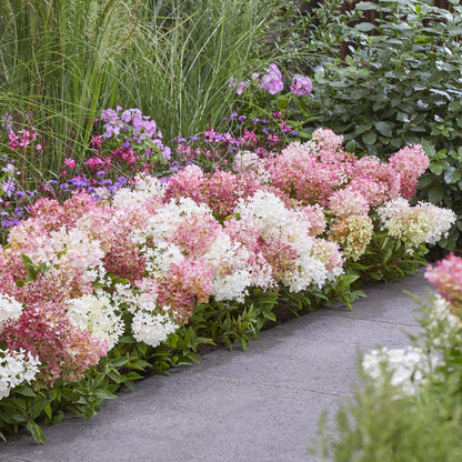 Hortensia Hydrangea paniculata Groundbreaker Blush formant une bordure de fleurs roses et blanches en pleine terre le long d'une allée de ja