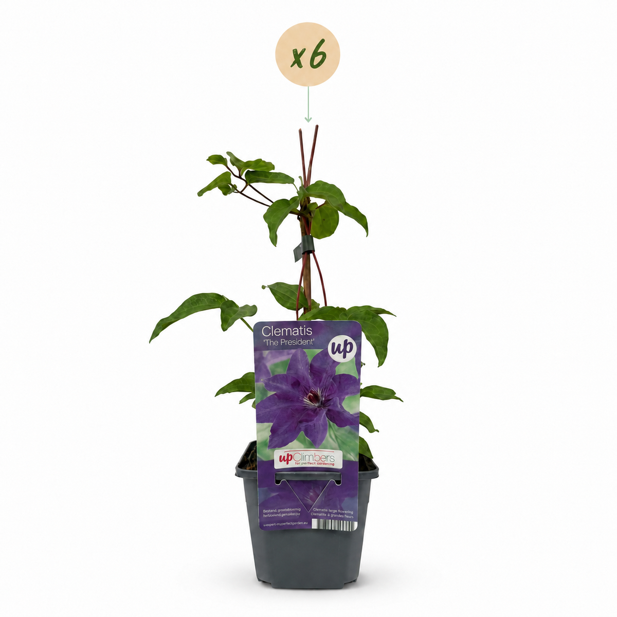 Clématite 'The President' - lot de 6 plants, pot Ø9 cm