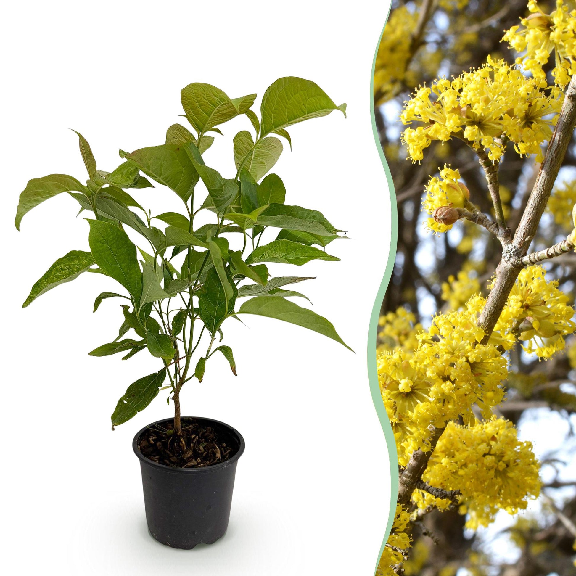 Cornus mas : Jeune plant en pot aux feuilles vertes sur fond blanc, juxtaposé à un gros plan de ses fleurs jaunes éclatantes.