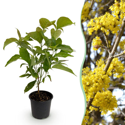 Cornus mas : Jeune plant en pot aux feuilles vertes sur fond blanc, juxtaposé à un gros plan de ses fleurs jaunes éclatantes.