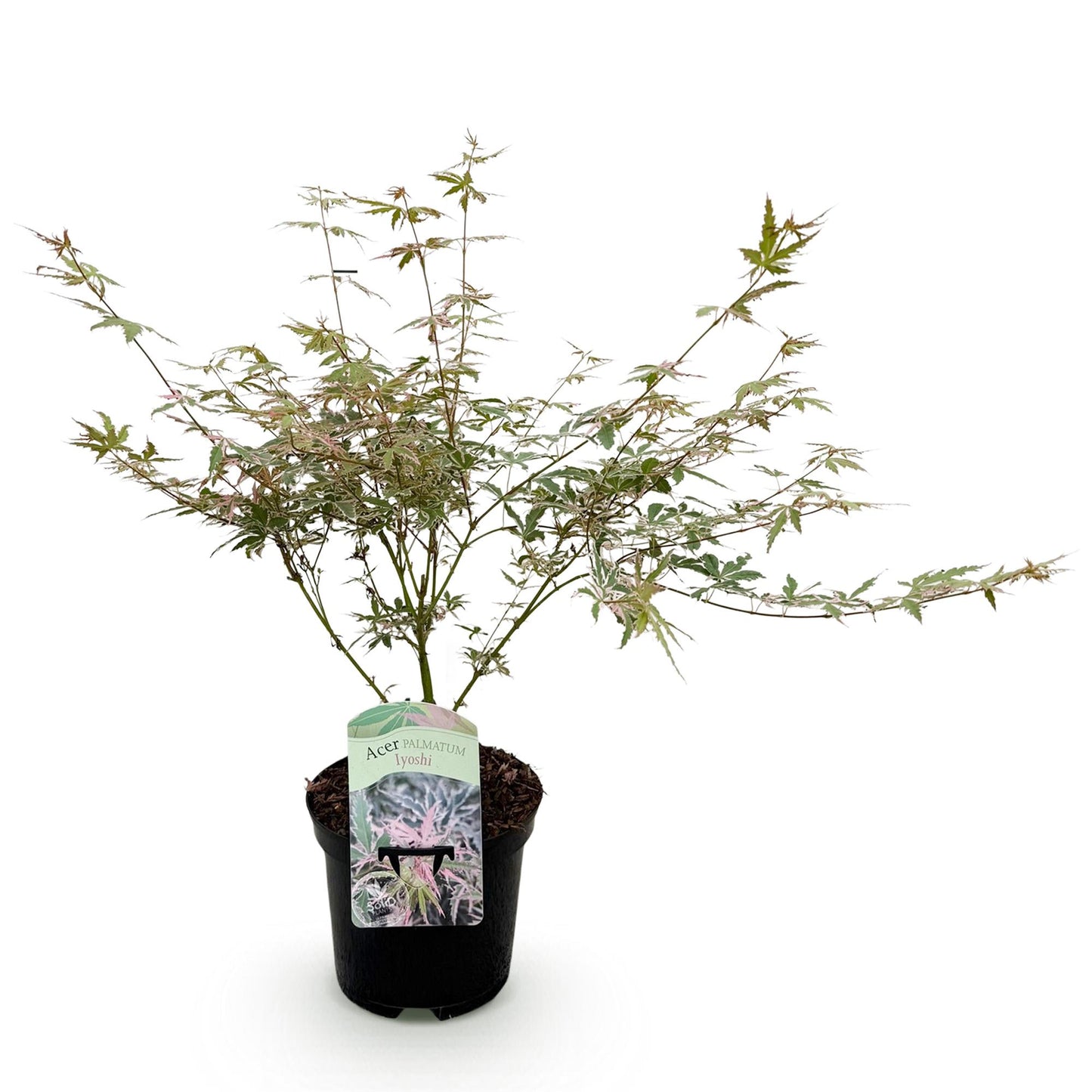 Acer palmatum Iyoshi : jeune plant d'érable du Japon aux feuilles panachées de vert, blanc et rose pâle, présenté dans son pot noir sur fond