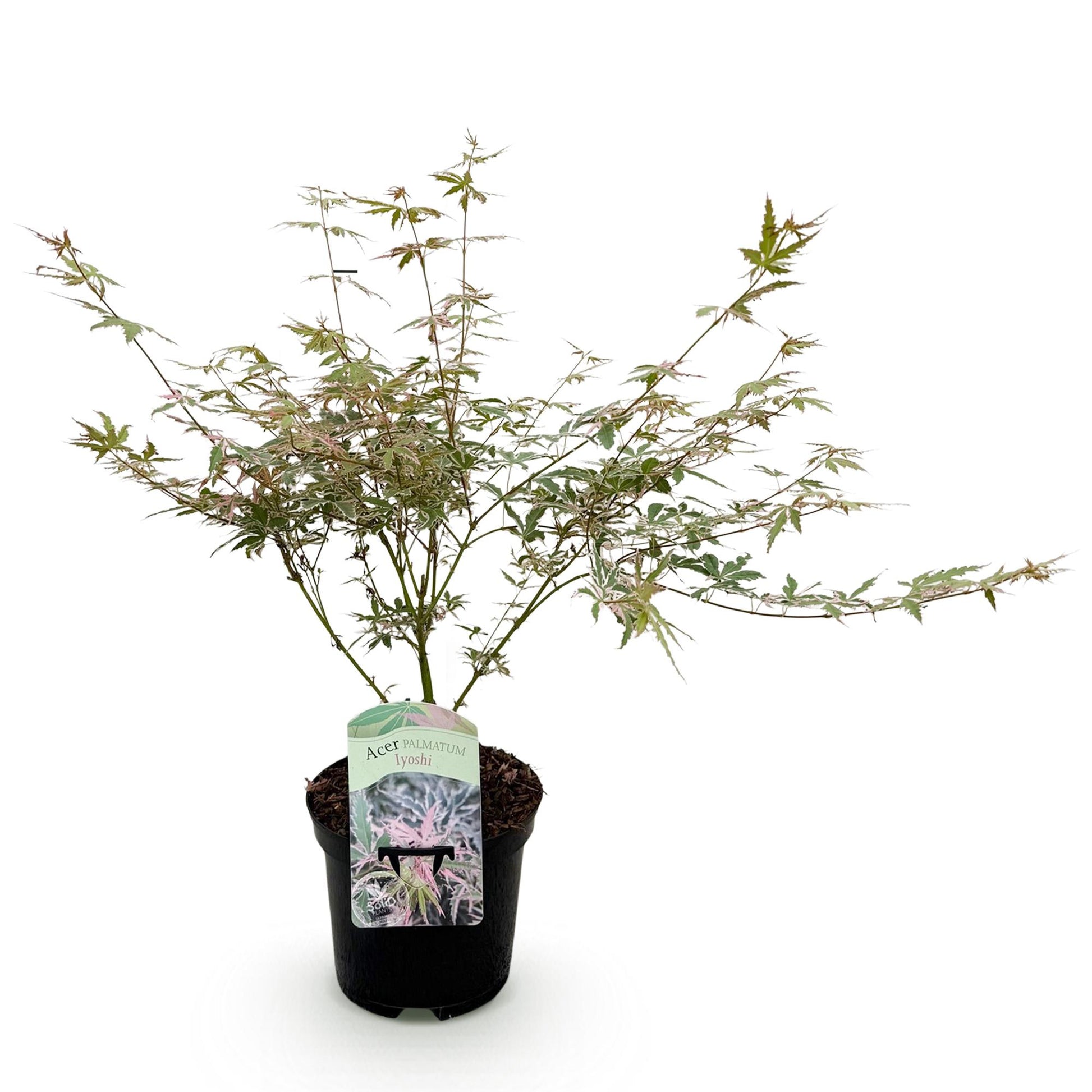 Acer palmatum Iyoshi : jeune plant d'érable du Japon aux feuilles panachées de vert, blanc et rose pâle, présenté dans son pot noir sur fond