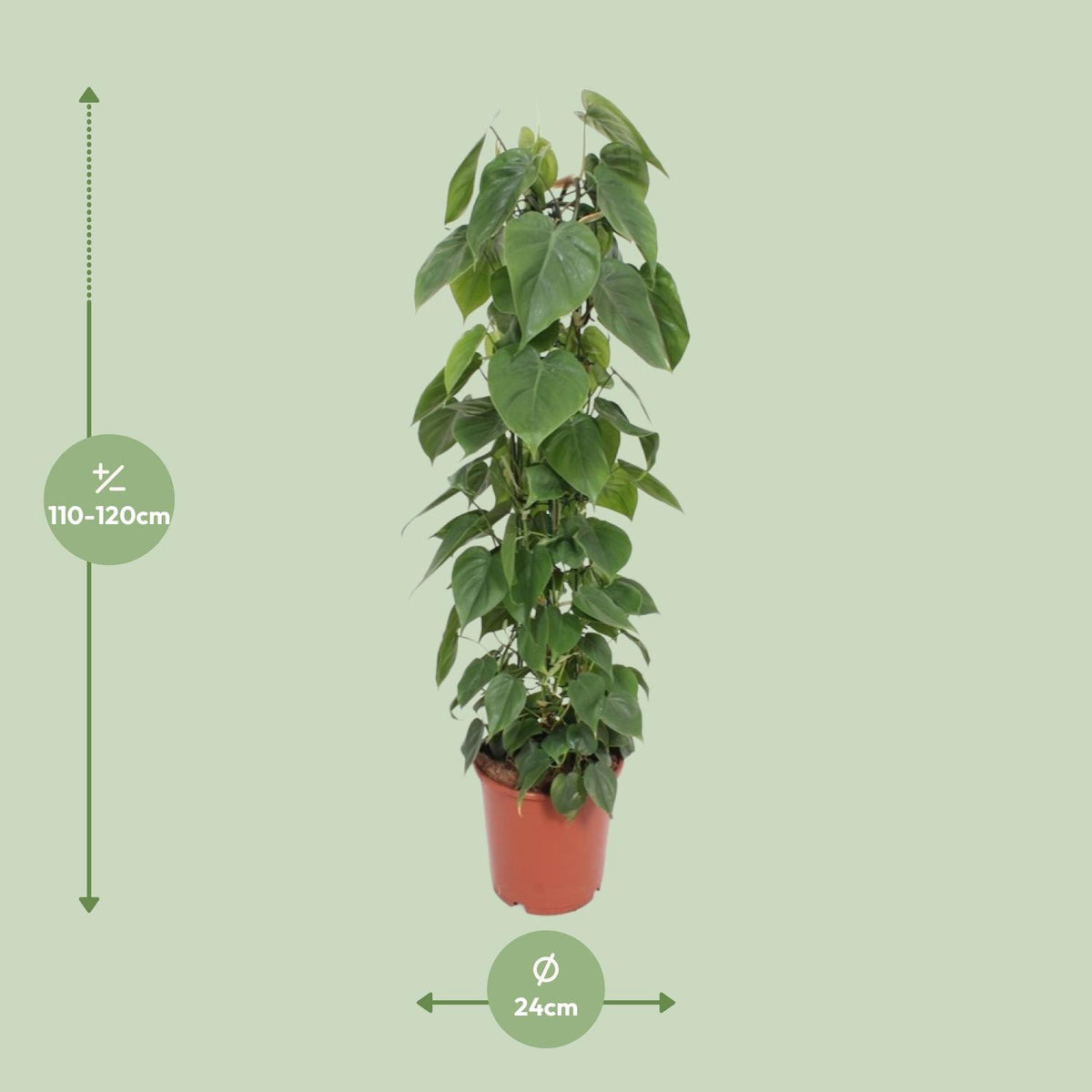 Dimensions du Philodendron scandens livré : pot de 24 cm et hauteur de 120 cm
