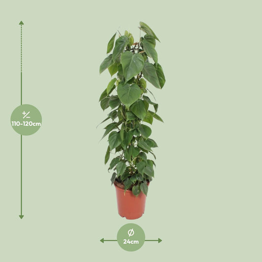 Dimensions du Philodendron scandens livré : pot de 24 cm et hauteur de 120 cm