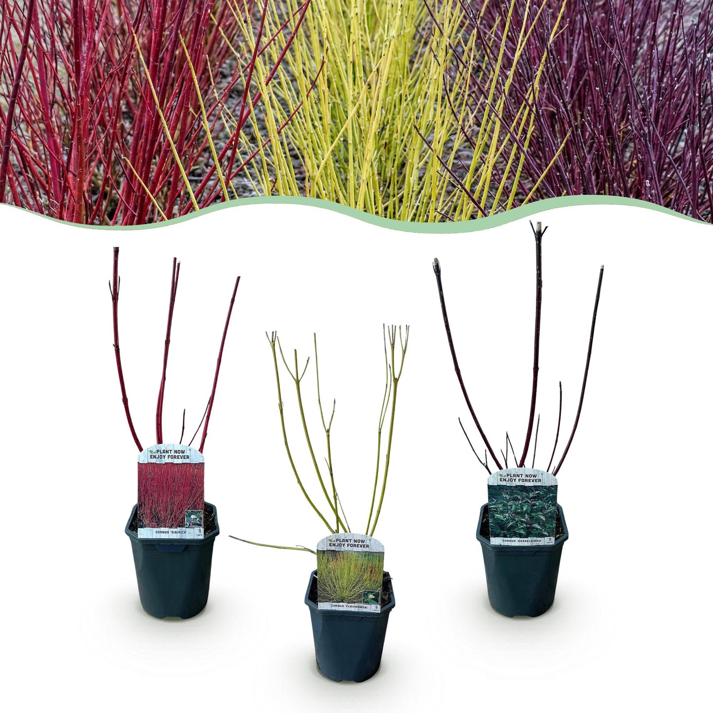 Cornus sibirica. Lot de trois plants en pot, avec des branches rouges, jaunes et pourpres, présentés sur fond blanc.
