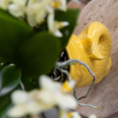 Orchidée Phalaenopsis blanche en pot