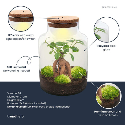 Kit terrarium lumineux bonsaï Ficus Ginseng en bouteille à lait, Ø 21 cm hauteur 30 cm, avec ou sans outils
