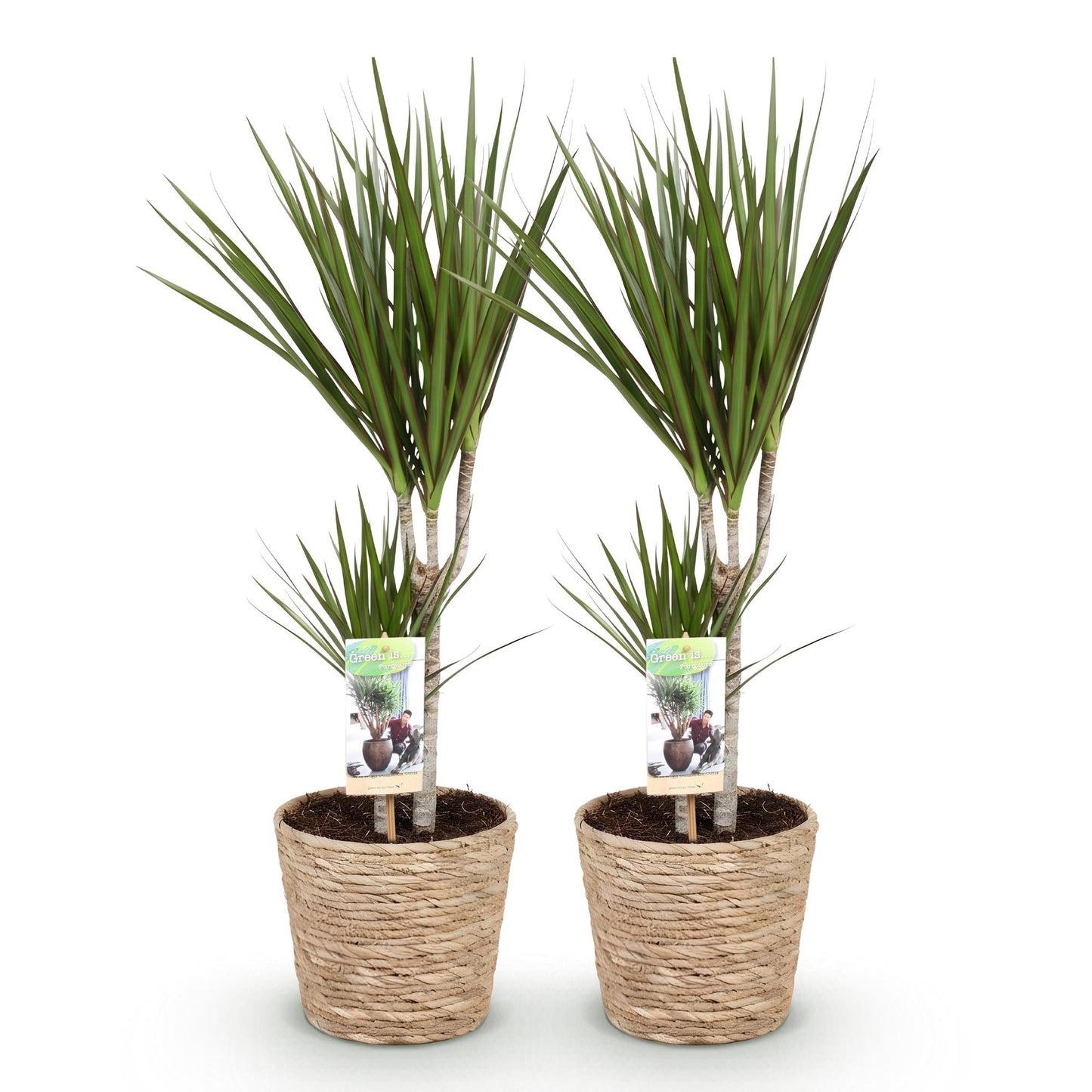 Deux Dracaena Marginata, aussi appelés Arbre Dragon, aux feuilles fines vertes bordées de rouge, dans des pots en osier beige clair