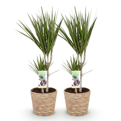 Deux Dracaena Marginata, aussi appelés Arbre Dragon, aux feuilles fines vertes bordées de rouge, dans des pots en osier beige clair