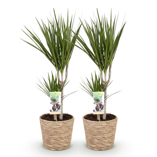 Deux Dracaena Marginata, aussi appelés Arbre Dragon, aux feuilles fines vertes bordées de rouge, dans des pots en osier beige clair