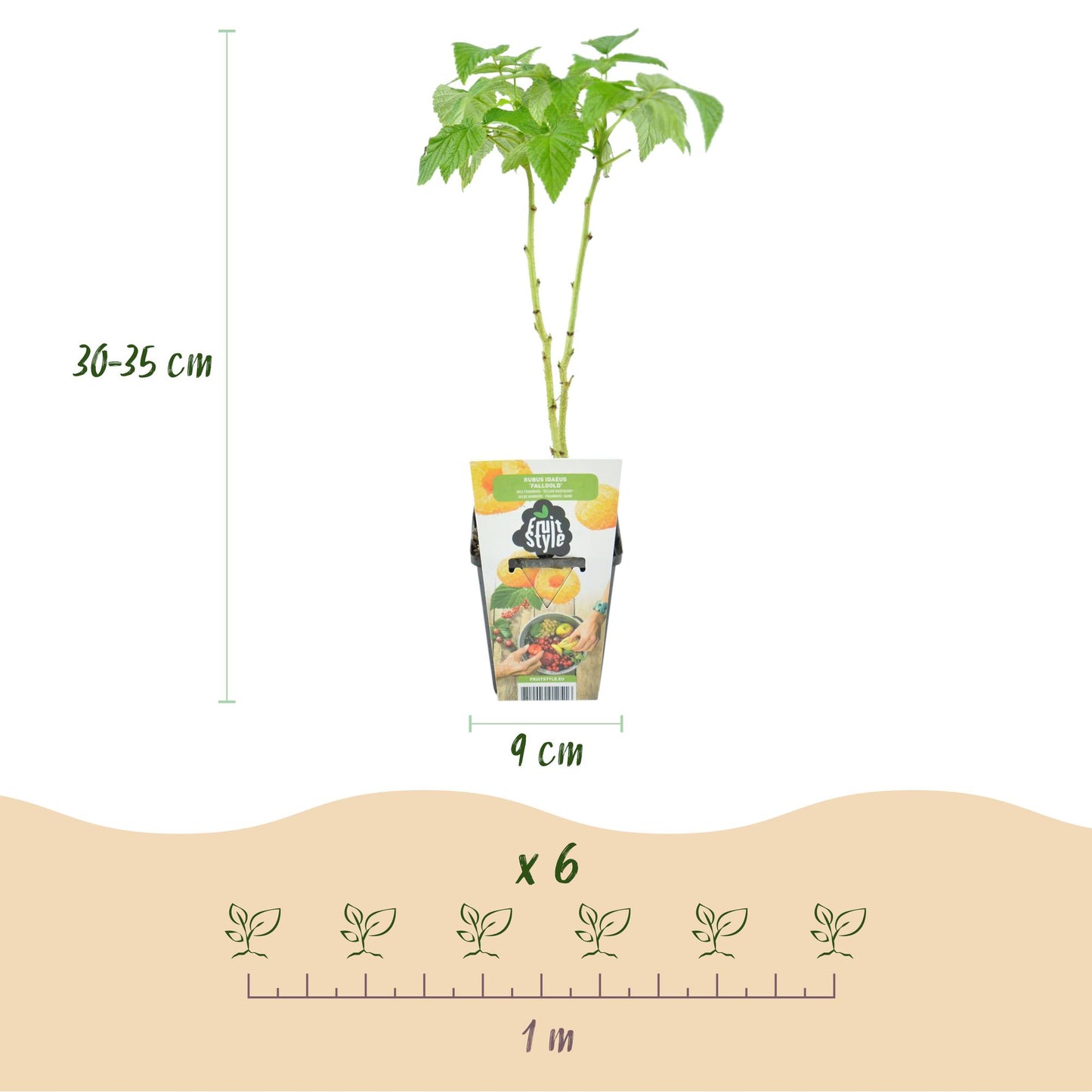 Rubus idaeus Fallgold : plants de framboise jaune en pot de 9 cm, avec indication de hauteur (30-35 cm) et d'espacement de plantation (1 m).