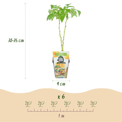 Rubus idaeus Fallgold : plants de framboise jaune en pot de 9 cm, avec indication de hauteur (30-35 cm) et d'espacement de plantation (1 m).