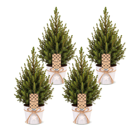 Épicéa de l'Alberta 'Conica' lot de 4 sapins en pot de 17 cm, pot en zinc