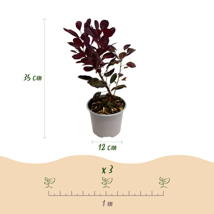 Cotinus coggyria Lilla : infographie montrant un plant en pot de 35 cm de haut et 12 cm de diamètre, avec un espacement de plantation de 1 m