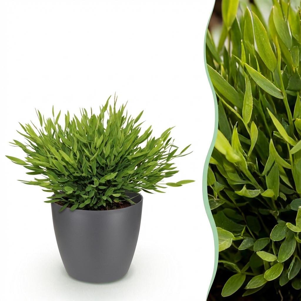 Plante d'intérieur - Bamusa Pogonatherum Monica - Herbe de bambou - Plante adaptée aux animaux - Vert - 1 Plante - avec Pot Gris - Pot 12cm - Hauteur 20cm