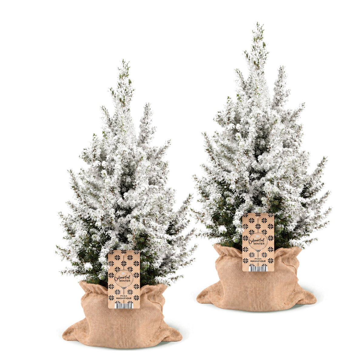 Épicéa 'Conica' enneigé lot de 2 sapins en pot de 19 cm, sac en jute