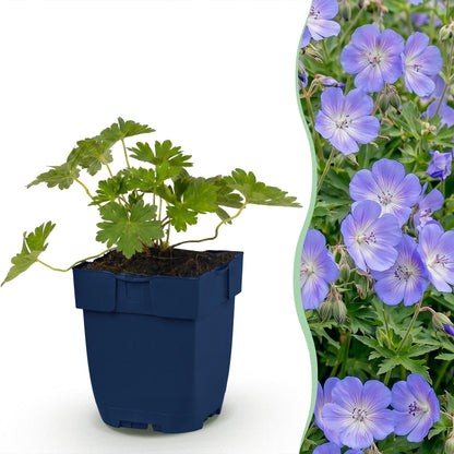 Géranium 'Rozanne' en pot, avec une haie fleurie de géraniums des coucous en arrière-plan, idéale pour la couverture du sol.