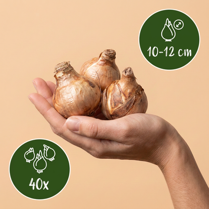Bulbes de Narcisse Replete tenus dans une main, calibre 10/12, lot de 40 bulbes