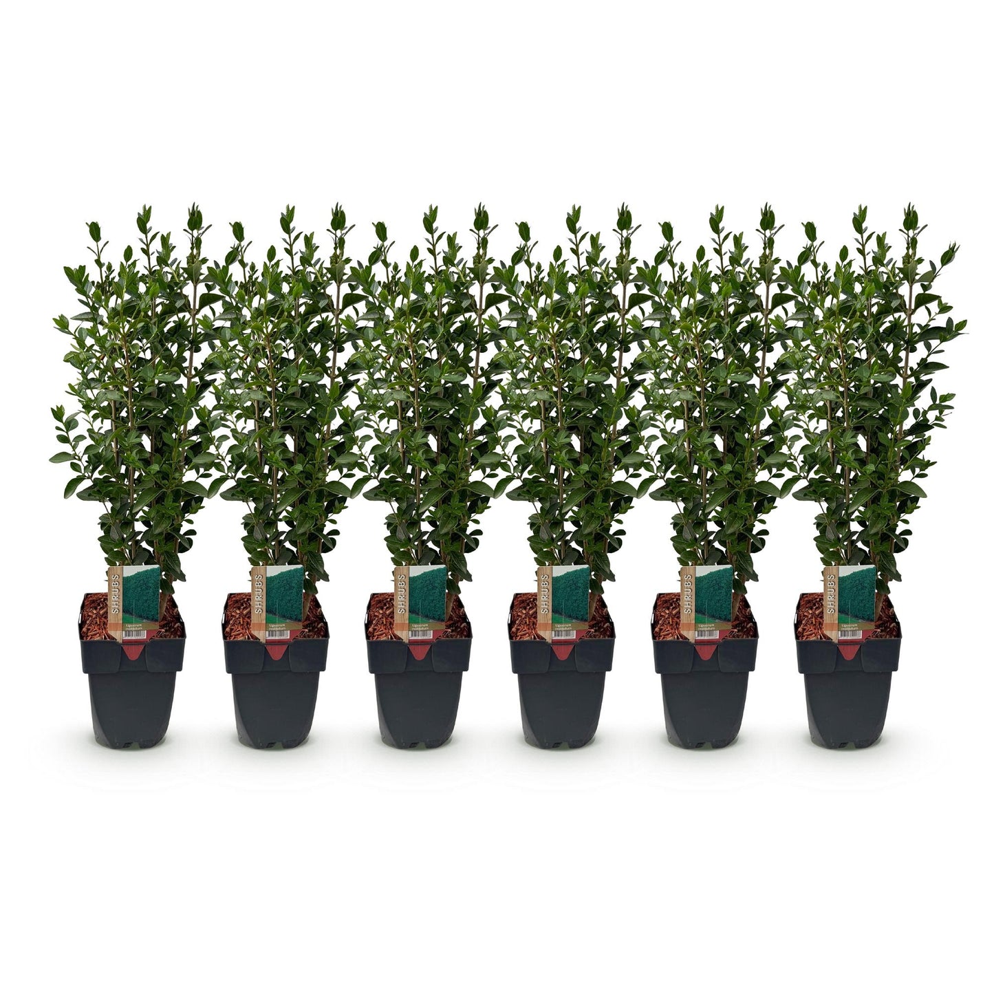 Ligustrum ovalifolium: six jeunes plants en pot sur fond blanc, feuillage vert dense et persistant, hauteur 55cm, idéal pour 1 mètre linéair