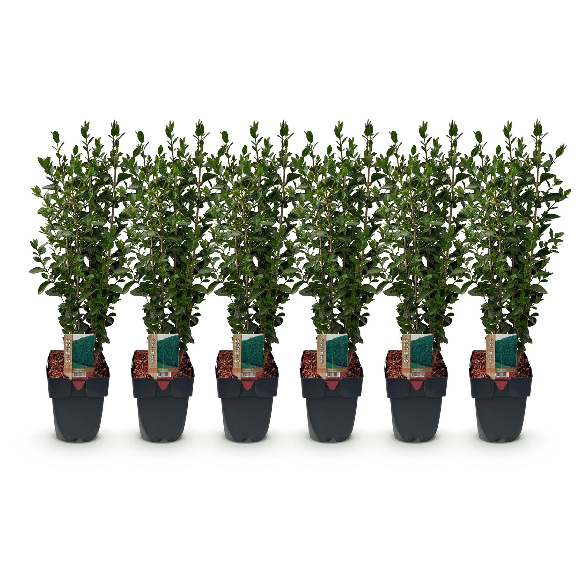 Ligustrum ovalifolium: six jeunes plants en pot sur fond blanc, feuillage vert dense et persistant, hauteur 55cm, idéal pour 1 mètre linéair