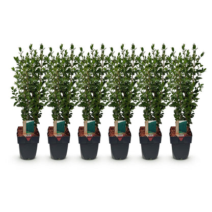Ligustrum ovalifolium: six jeunes plants en pot sur fond blanc, feuillage vert dense et persistant, hauteur 55cm, idéal pour 1 mètre linéair