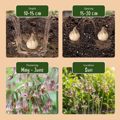 Guide de plantation des bulbes d'Ail de Sicile (Allium) : profondeur, espacement, floraison (mai-juin) et exposition