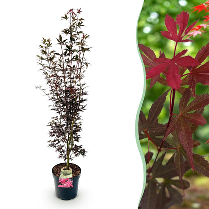 Acer palmatum Skeeters Broom, érable japonais caduc, pot de 26 cm, 90 cm de haut. Montre le plant en pot et un gros plan des feuilles rouges