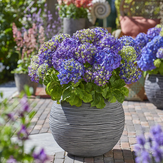 Hortensia Endless Summer Summer Love Purple en pot de 14 cm, boules de fleurs violet profond