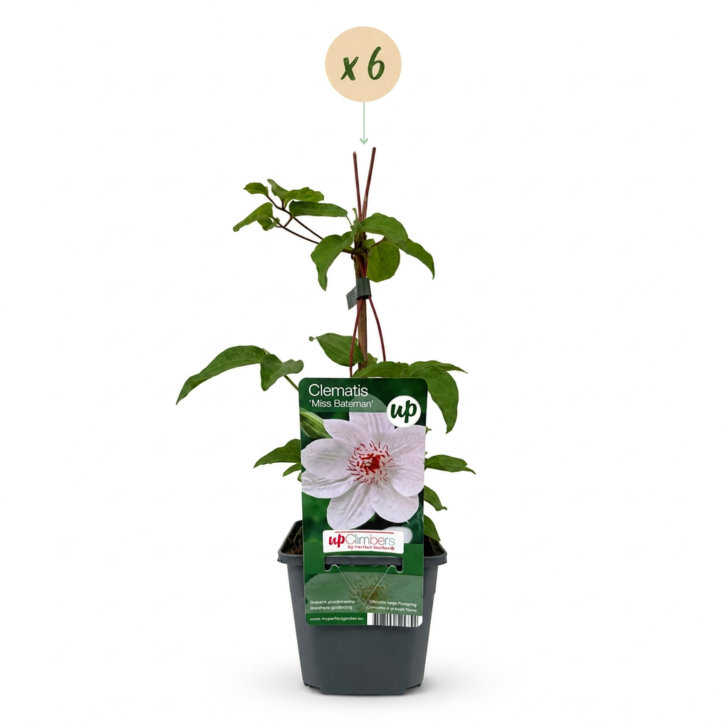 Clématite 'Miss Bateman' - lot de 6 plants, pot Ø9 cm