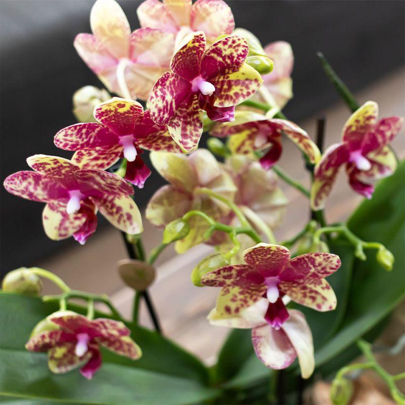 Orchidée Phalaenopsis orange en pot