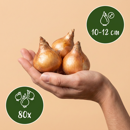 Bulbes de Narcisse en melange tenus dans une main, calibre 10/12, lot de 80 bulbes