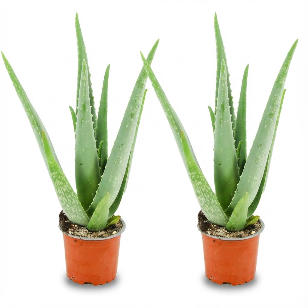 Deux plants d'Aloë Vera avec leurs feuilles épaisses et charnues d'un vert bleuté, chacun dans un simple pot de culture en terre cuite