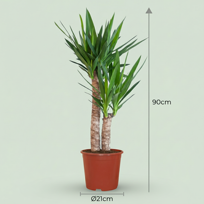Yucca Elephantipes avec Potter blanc - 90cm - Ø21
