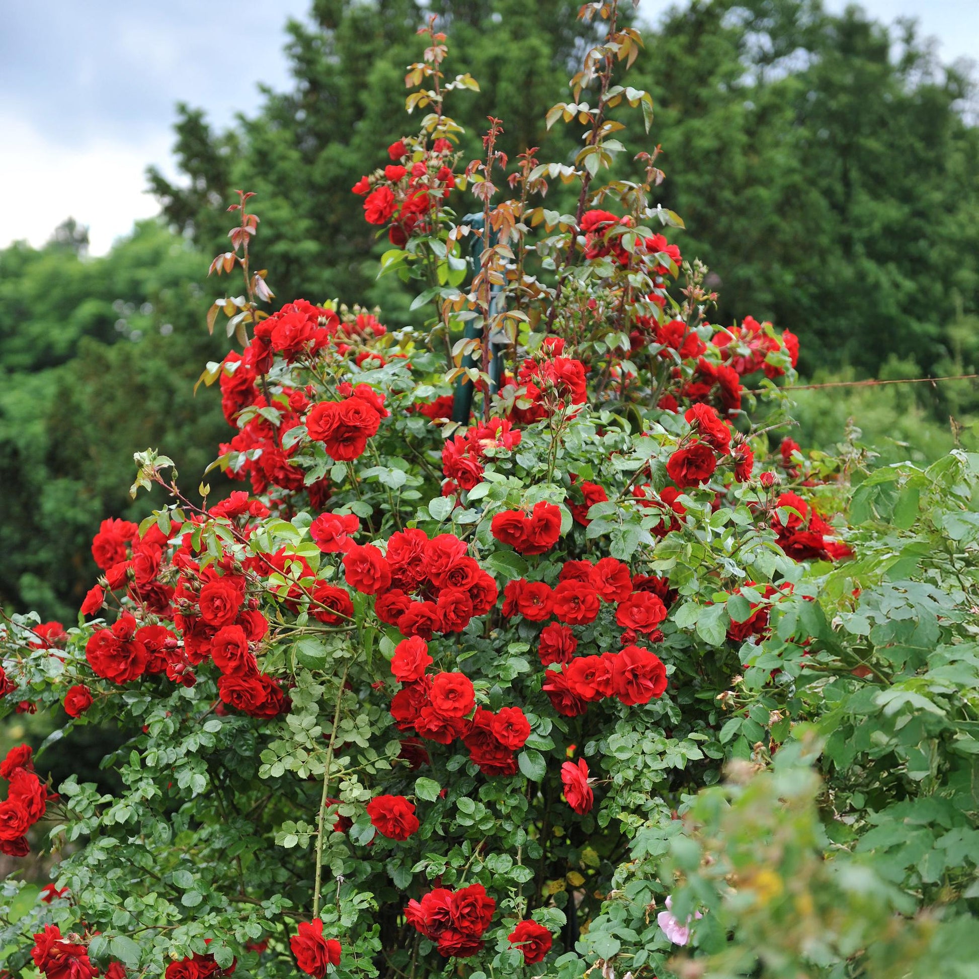 Rosa Red Climber. Rosier grimpant couvert de magnifiques fleurs rouges écarlates, s'élevant le long d'un support dans un jardin verdoyant.