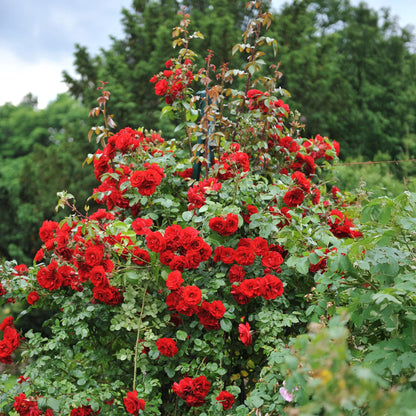 Rosa Red Climber. Rosier grimpant couvert de magnifiques fleurs rouges écarlates, s'élevant le long d'un support dans un jardin verdoyant.